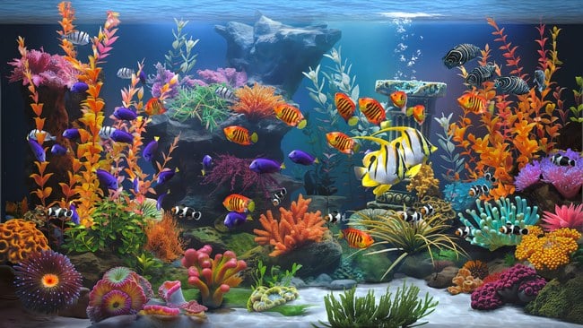 Zen Aquarium PC Screenshot